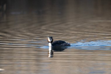Beyaz bir kuşun yakın çekimi.