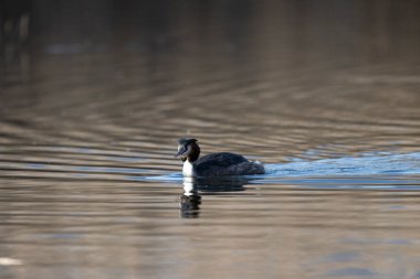 Beyaz bir kuşun yakın çekimi.