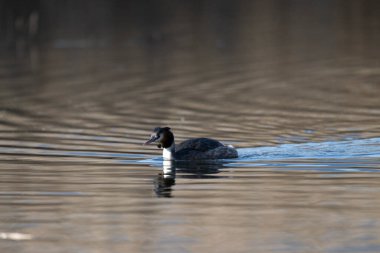 Beyaz bir kuşun yakın çekimi.