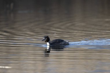 Beyaz bir kuşun yakın çekimi.
