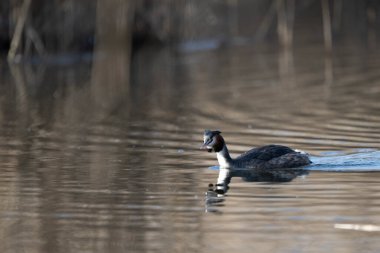 Beyaz bir kuşun yakın çekimi.
