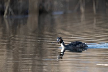 Beyaz bir kuşun yakın çekimi.