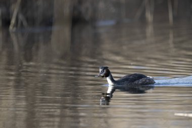 Beyaz bir kuşun yakın çekimi.