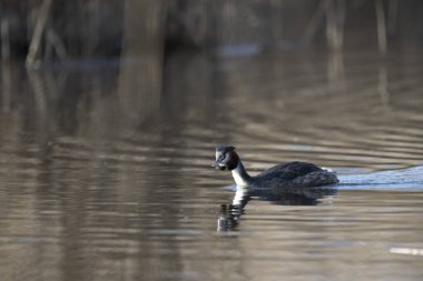 Beyaz bir kuşun yakın çekimi.
