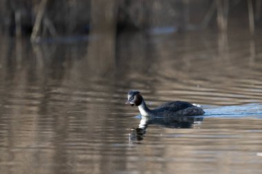 Beyaz bir kuşun yakın çekimi.