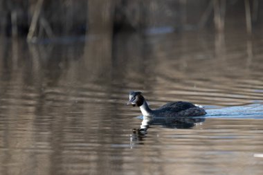 Beyaz bir kuşun yakın çekimi.