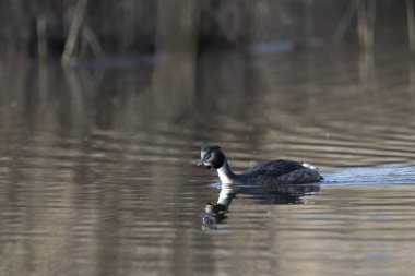 Beyaz bir kuşun yakın çekimi.