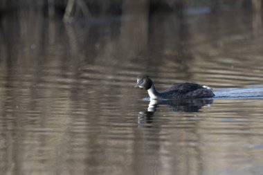 Beyaz bir kuşun yakın çekimi.