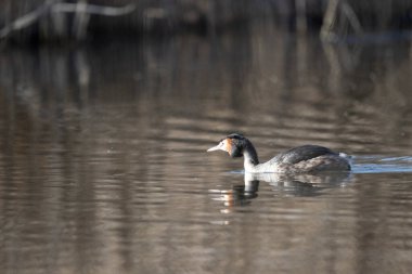 Beyaz bir kuşun yakın çekimi.