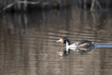 Beyaz bir kuşun yakın çekimi.