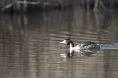 Beyaz bir kuşun yakın çekimi.