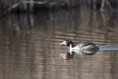 Beyaz bir kuşun yakın çekimi.