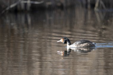 Beyaz bir kuşun yakın çekimi.