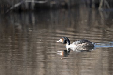 Beyaz bir kuşun yakın çekimi.