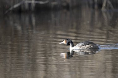 Beyaz bir kuşun yakın çekimi.