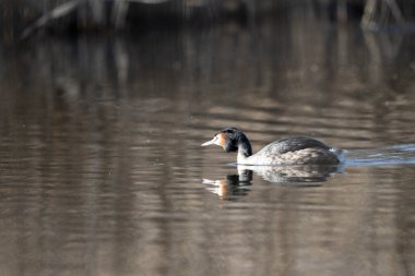Beyaz bir kuşun yakın çekimi.