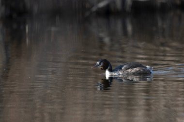 Beyaz bir kuşun yakın çekimi.
