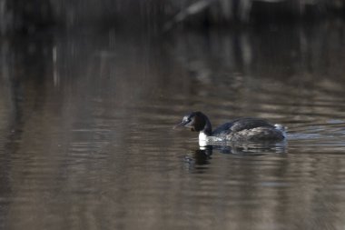 Beyaz bir kuşun yakın çekimi.