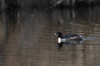 Beyaz bir kuşun yakın çekimi.