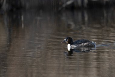 Beyaz bir kuşun yakın çekimi.