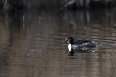 Beyaz bir kuşun yakın çekimi.