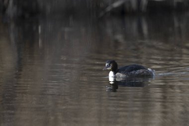 Beyaz bir kuşun yakın çekimi.
