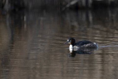Beyaz bir kuşun yakın çekimi.
