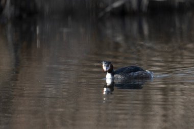 Beyaz bir kuşun yakın çekimi.