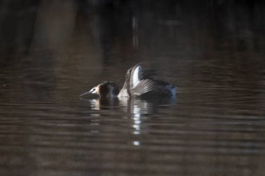 Parktaki bir gölde siyah kuğu (cygnus ananus).
