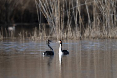 siyah ve beyaz yunus, grebe grebe, rudicgrerulis, yetişkin onların küçük siyah grebe, kışın