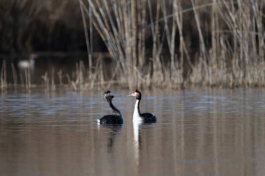 Bir çift - kışın gölde ibikli grebe
