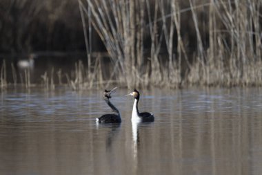 Siyah boyunlu yunus, grebe, dicdica rulis, doğal habitat, kış, Mart 2016