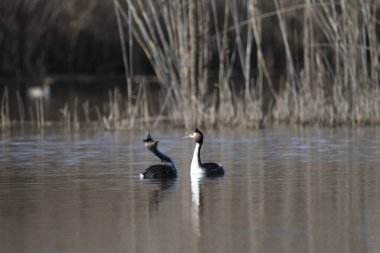 Büyük beyaz yunus (poeps ağlıyor) )