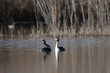Gölün arka planında siyah beyaz kuğu