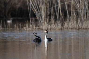 Siyah ibikli grebe, podiseps kristali, gölün üzerinde duruyor.