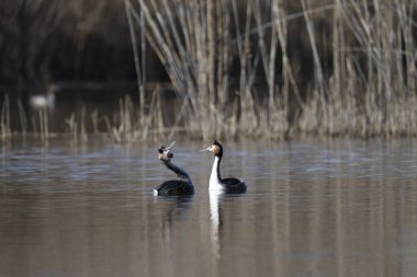 Beyaz kaz (anser ser anser) bir gölde yüzüyor