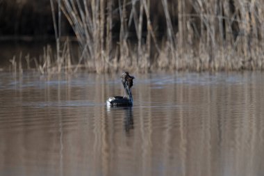 Nehirde kara balıkçıl