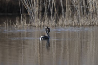 Gölde yüzen siyah kuğu.