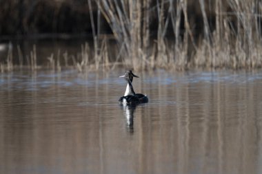 Büyük ibikli grebe, Podiceps kristali