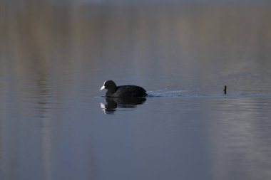 Siyah Kuğu gölde Yüzme