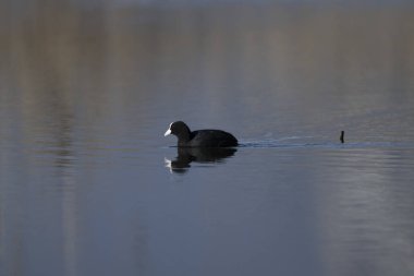 Ördek suda yüzüyor.