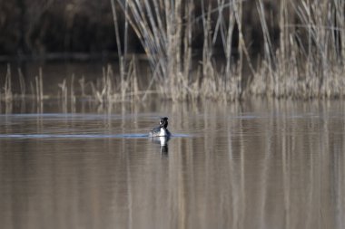 Kara ördek (aythya) suyun içinde yüzüyor, Romanya