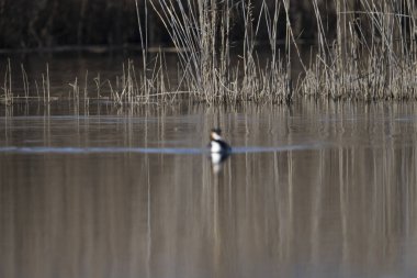 Siyah başlı bir ördek (karabatak kıvrımlı) suyun içinde.