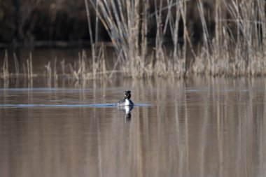 Kışın gölde siyah ördek