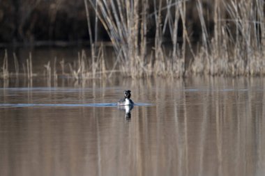 Siyah başlı ördek (anser anphalus leuphalus) suda yüzüyor