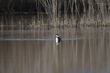 bir gölün suyunda siyah kuyruklu kıvrımlı (arcorax corax)