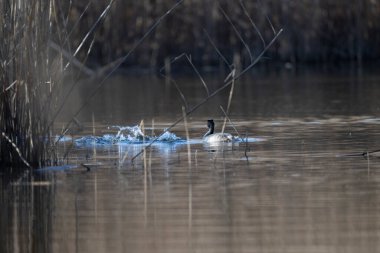 Gölde güzel bir ördek resmi.
