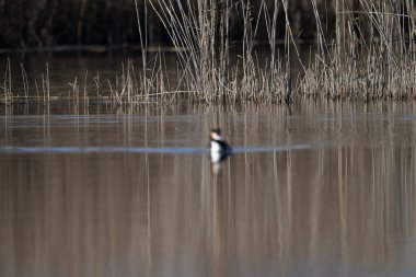 Gölde kara balıkçıl