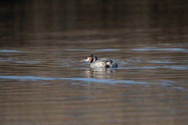 Büyük yunus balığı (poficolficina) erkek ve suda küçük bir civciv.