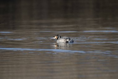 Büyük ibikli grebe, podiseps kristali, yüzme